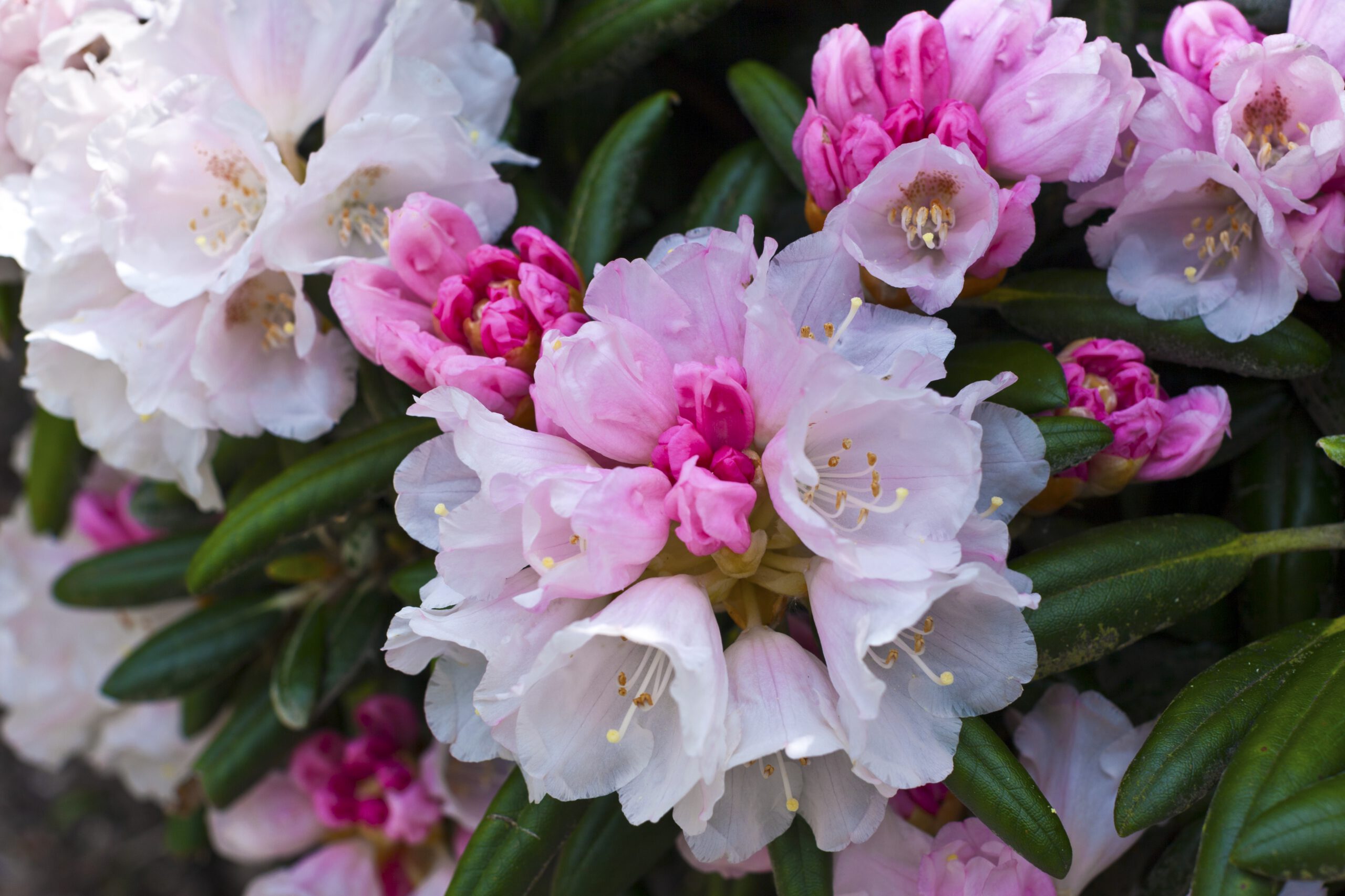 RhododendronHellrosa_AdobeStock_65048814