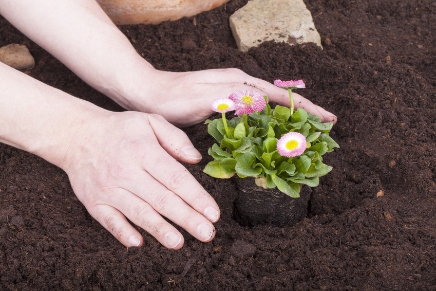 Studioaufnahme- Gartenarbeit - Blumen einpflanzen